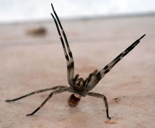 Brazilian Wandering Spider (1)