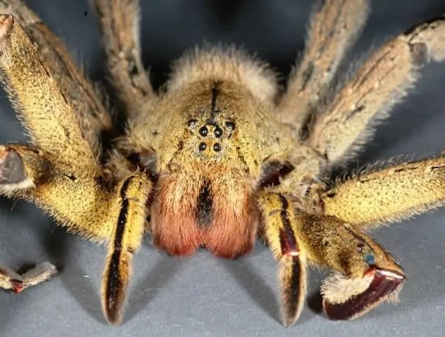 Brazilian Wandering Spider (12)