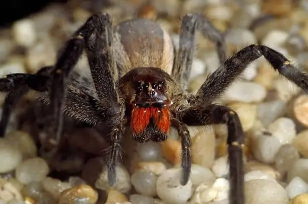 Brazilian Wandering Spider (13)
