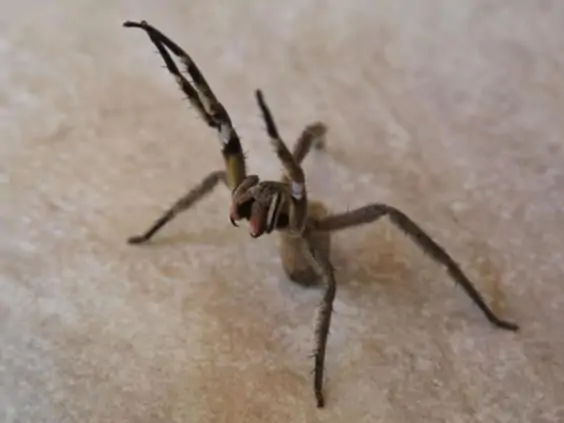 Brazilian Wandering Spider (14)