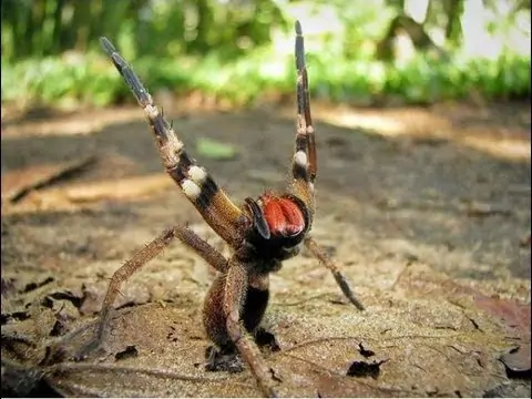 Brazilian Wandering Spider (19)
