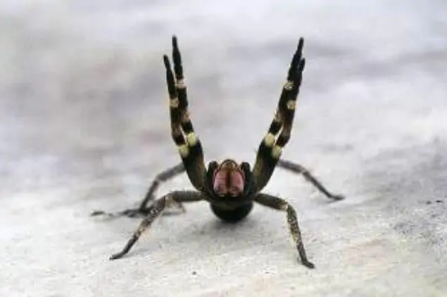 Brazilian Wandering Spider (24)