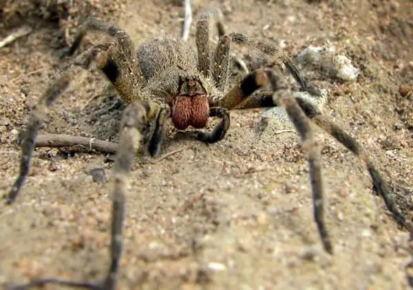 Brazilian Wandering Spider (25)