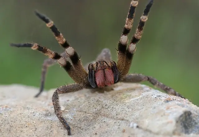 Brazilian Wandering Spider (2)