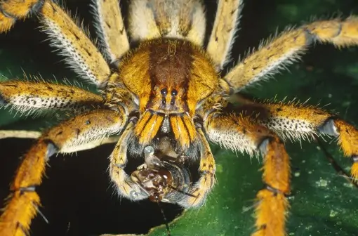 Brazilian Wandering Spider (4)