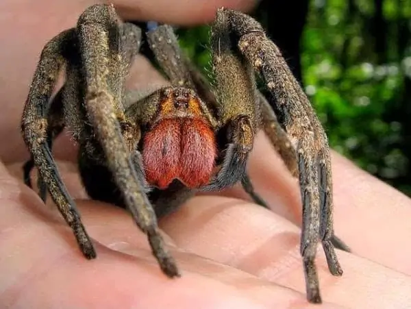 Brazilian Wandering Spider (5)
