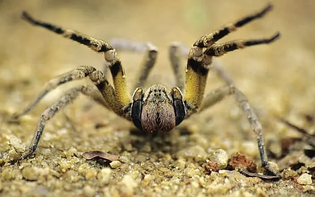 Brazilian Wandering Spider (6)