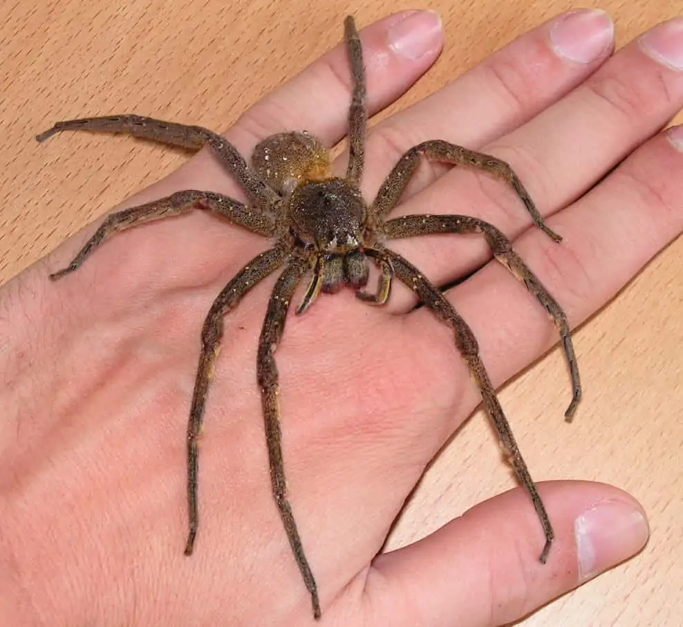 Brazilian Wandering Spider (7)