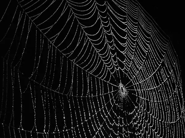 Spider Web Photos (19)