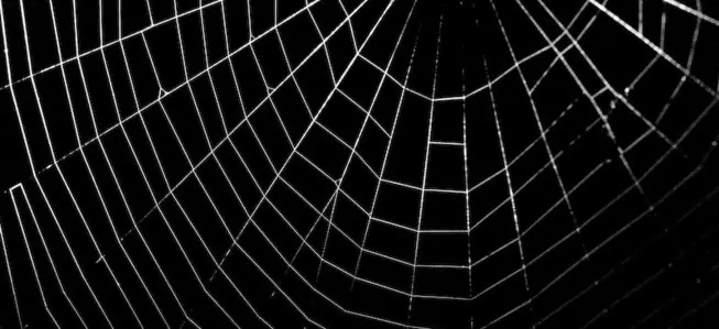 Spider Web Photos (6)
