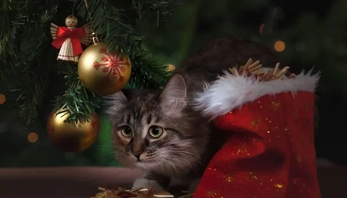Do Cats Hate Christmas?
